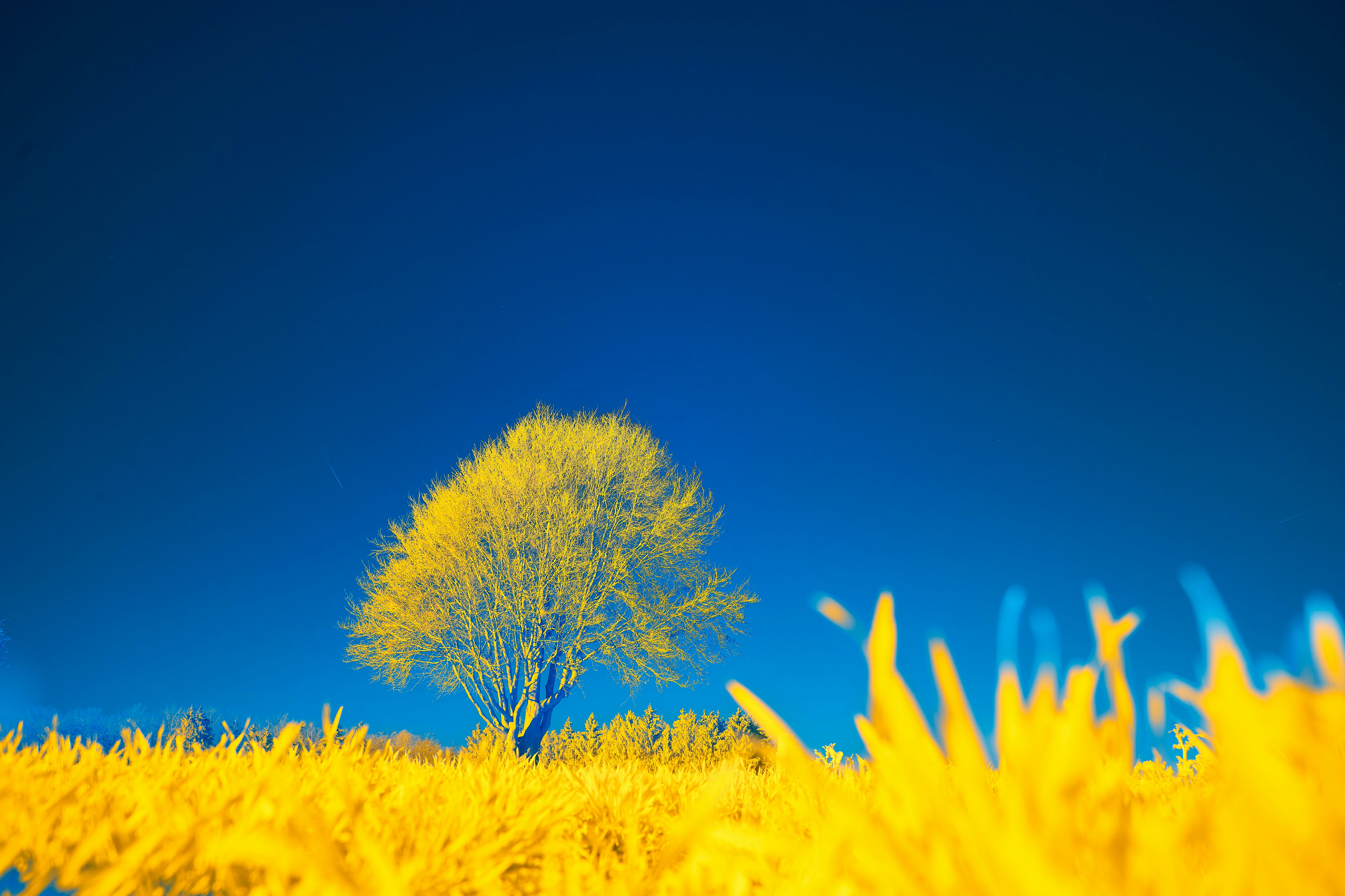 Photo by wolfgang_hasselmann