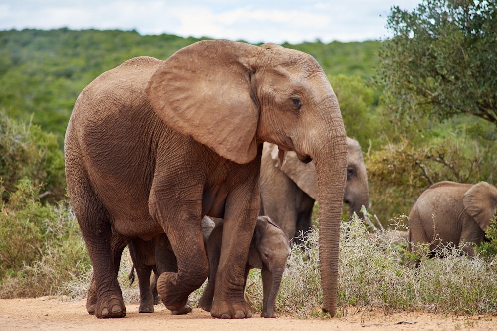 a group of elephants walk through a field