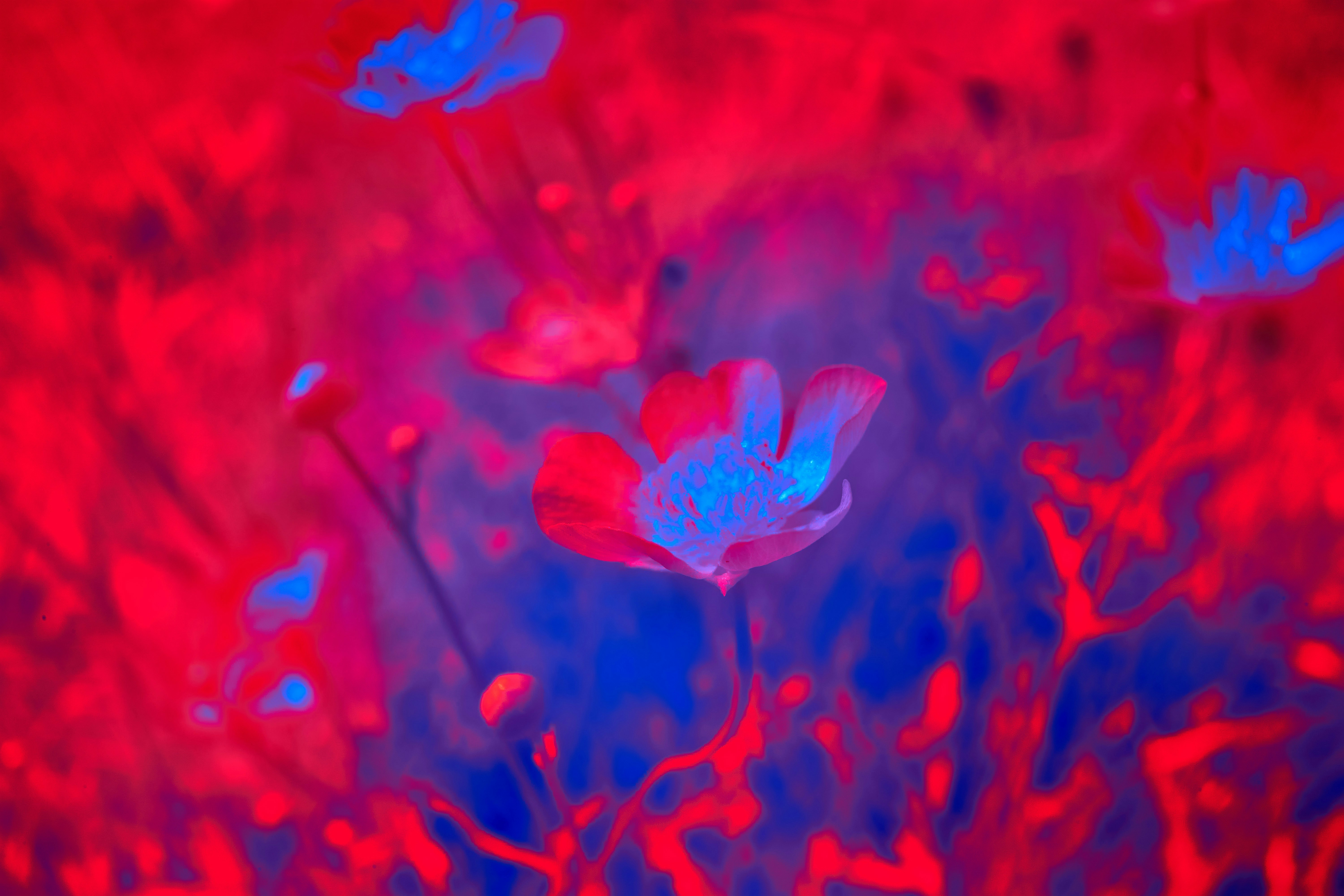 Photo by wolfgang_hasselmann