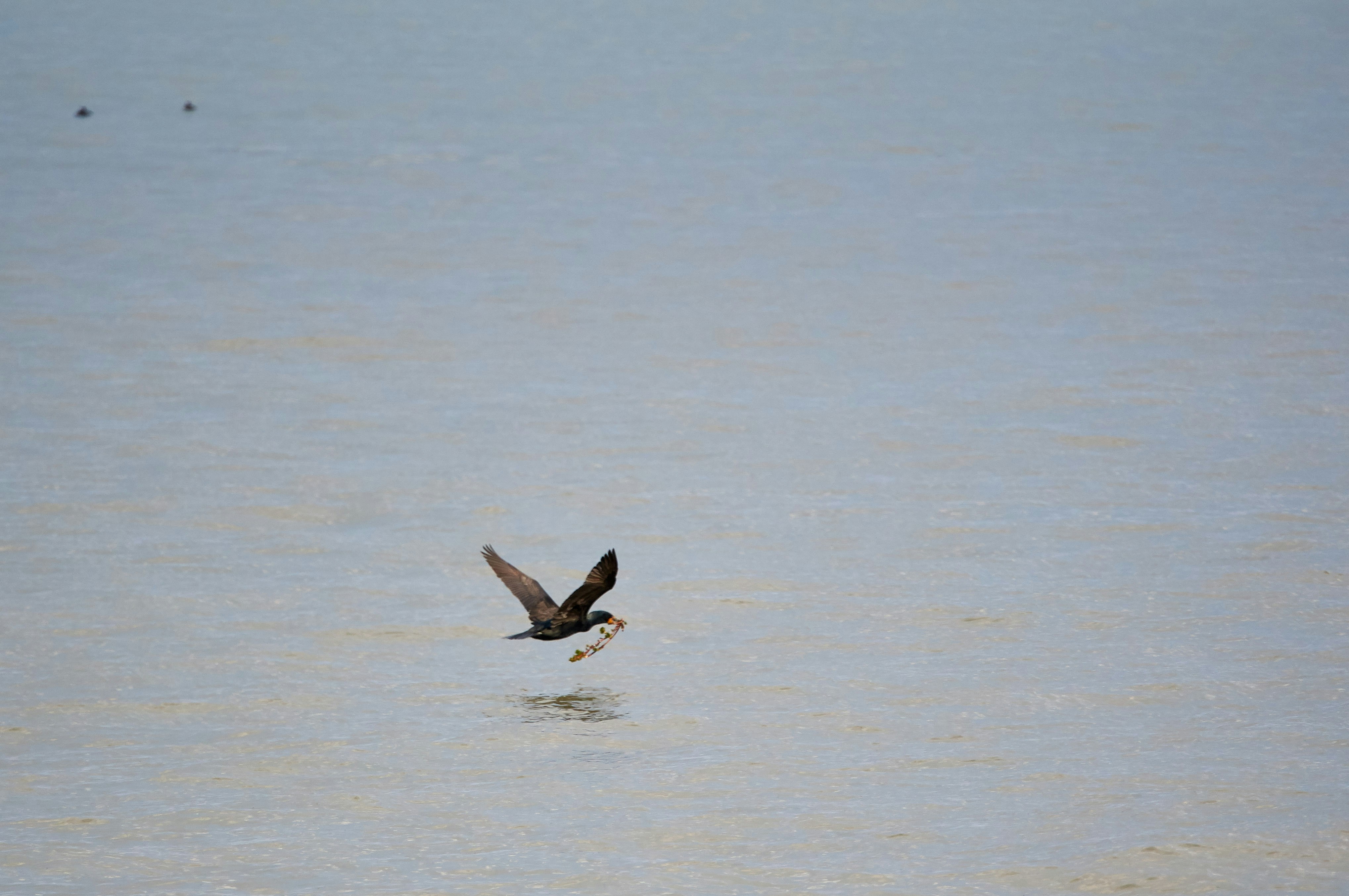 Photo by wolfgang_hasselmann