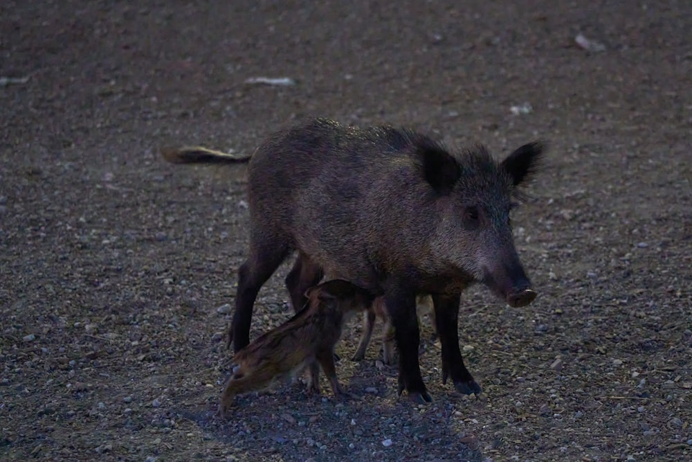 a pig and a baby pig