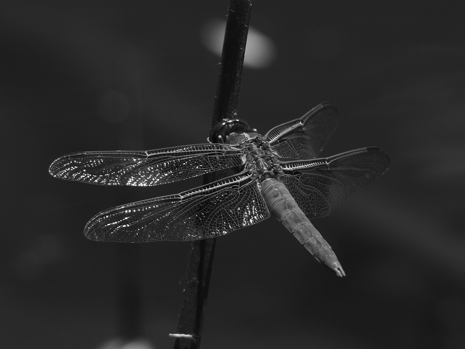 A delicate macro photograph capturing the intricate patterns on a dragonfly's wings.