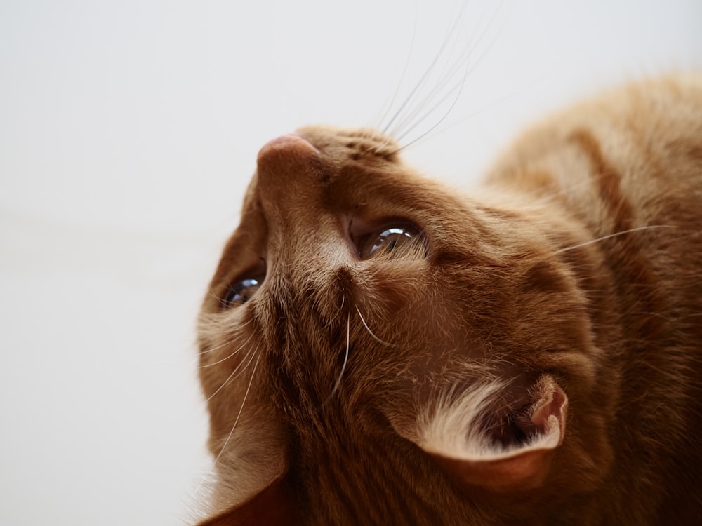 a brown and white cat