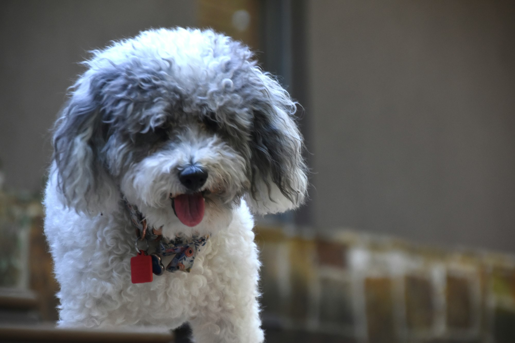 a Bichpoo dog with its tongue out