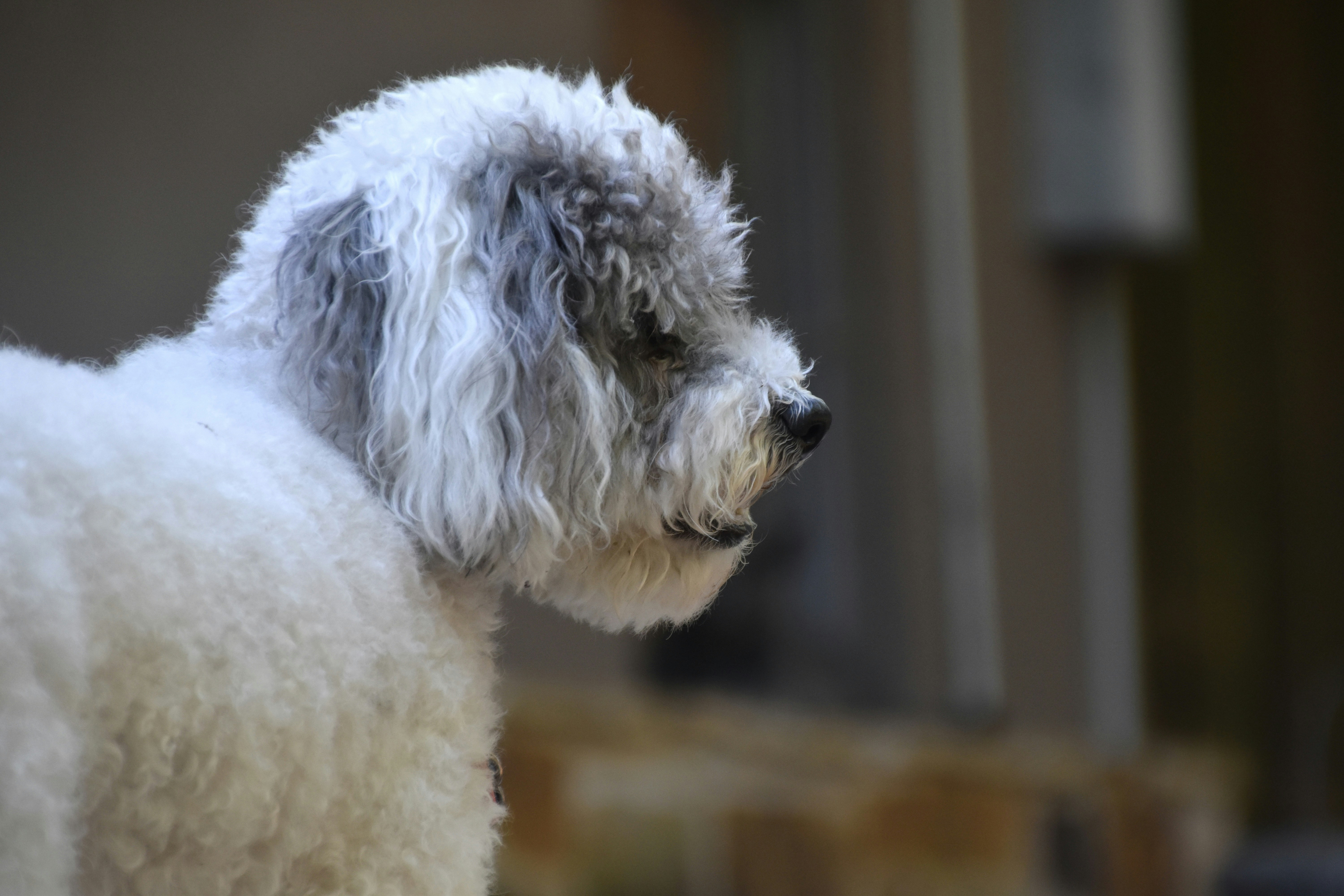 Profile of small white poodle mix 