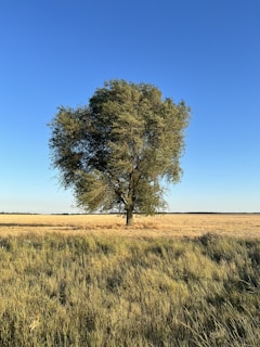a tree in a field