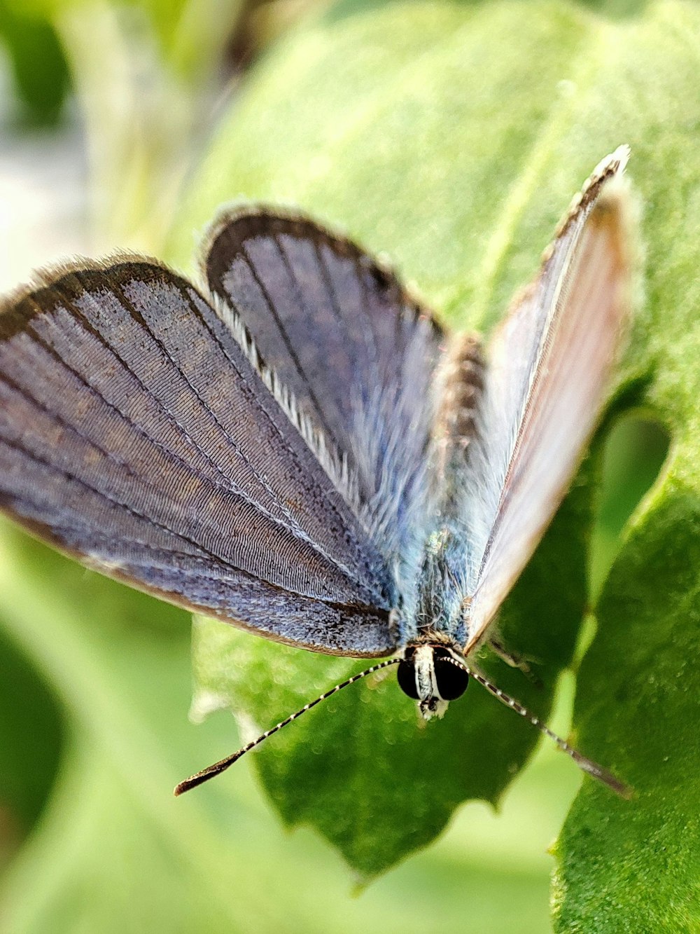 a butterfly on a leaf