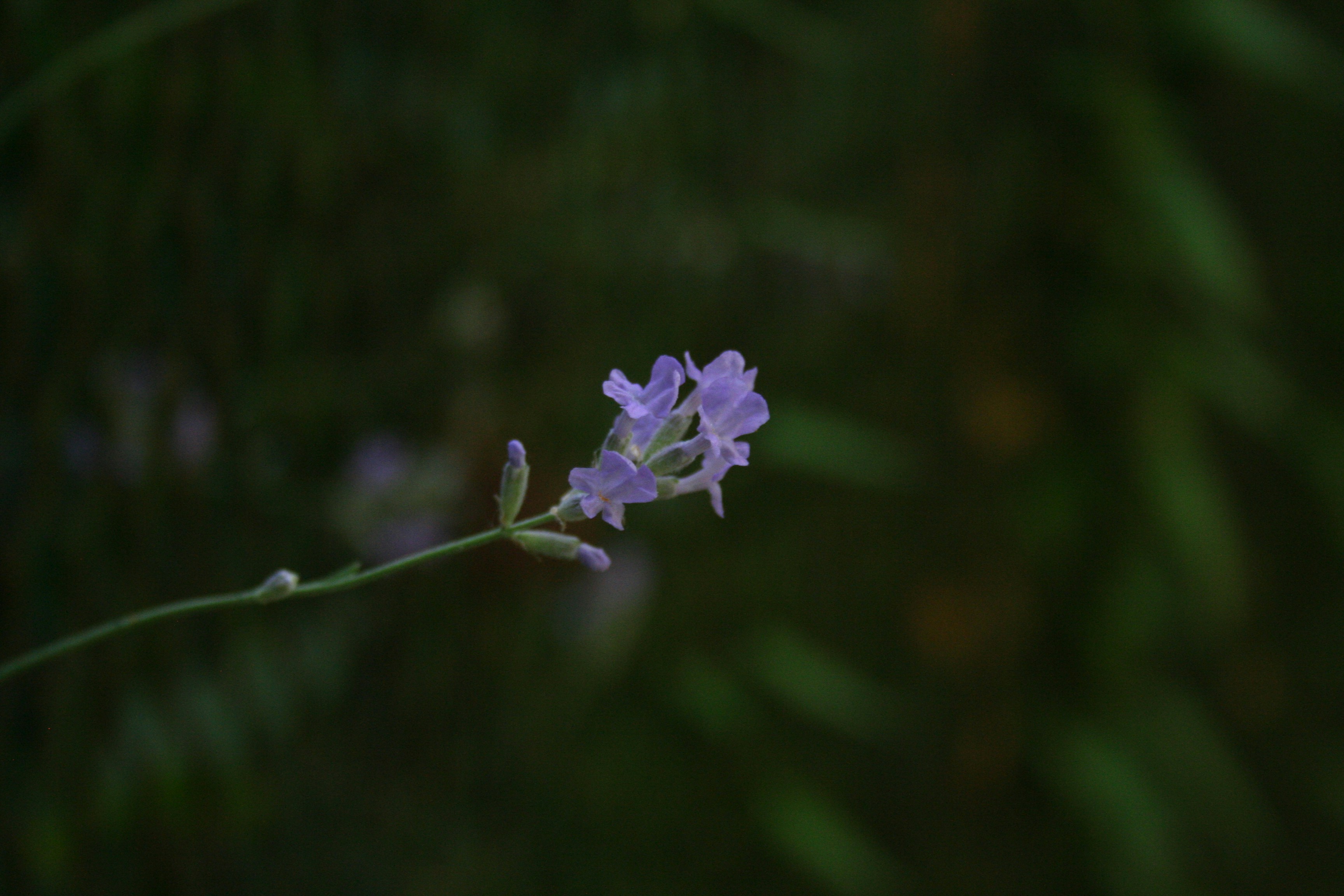 a close up of a flower