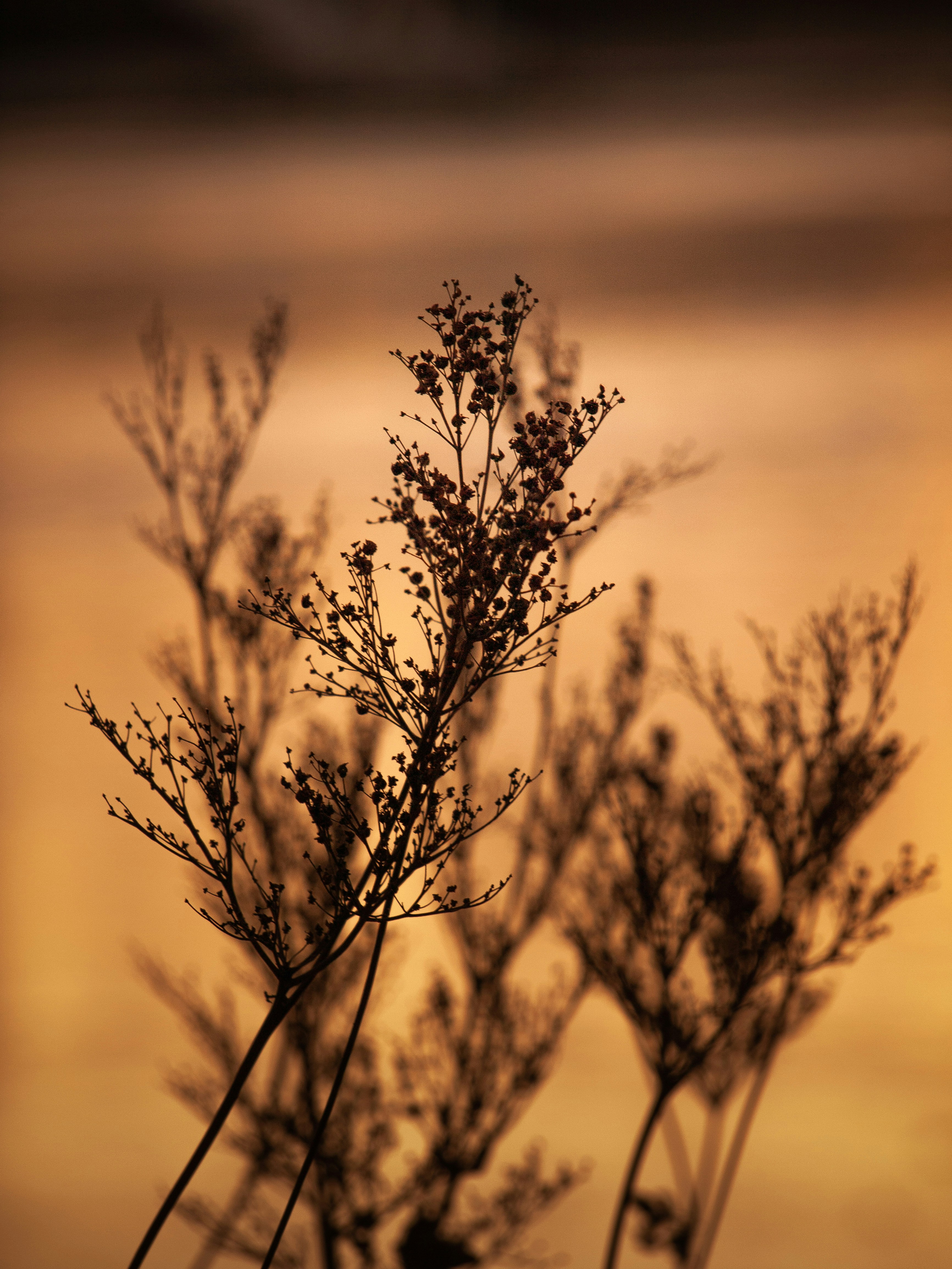 Photo by svenskq