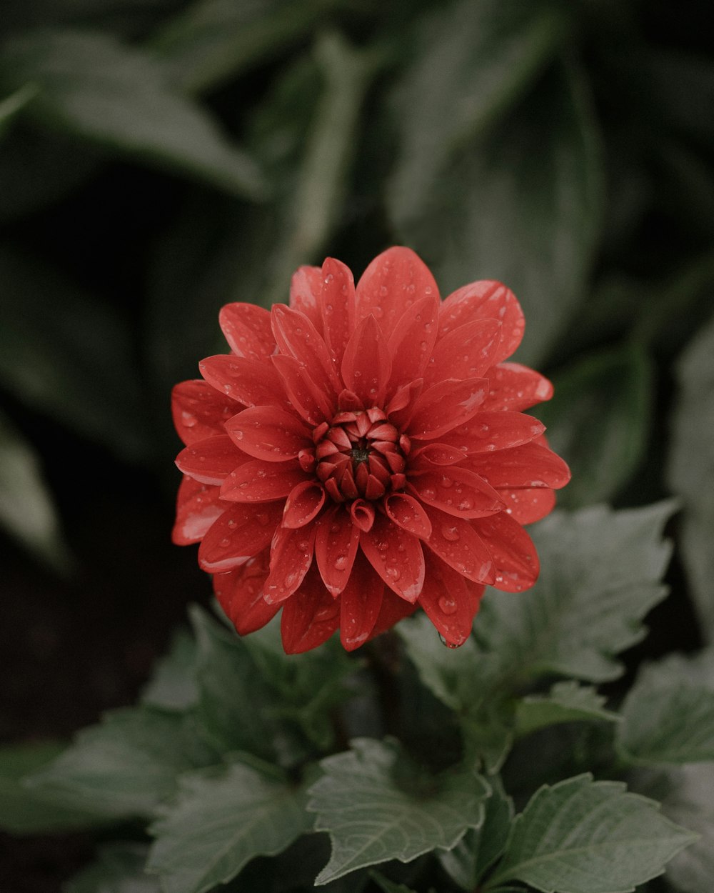 a red flower with green leaves