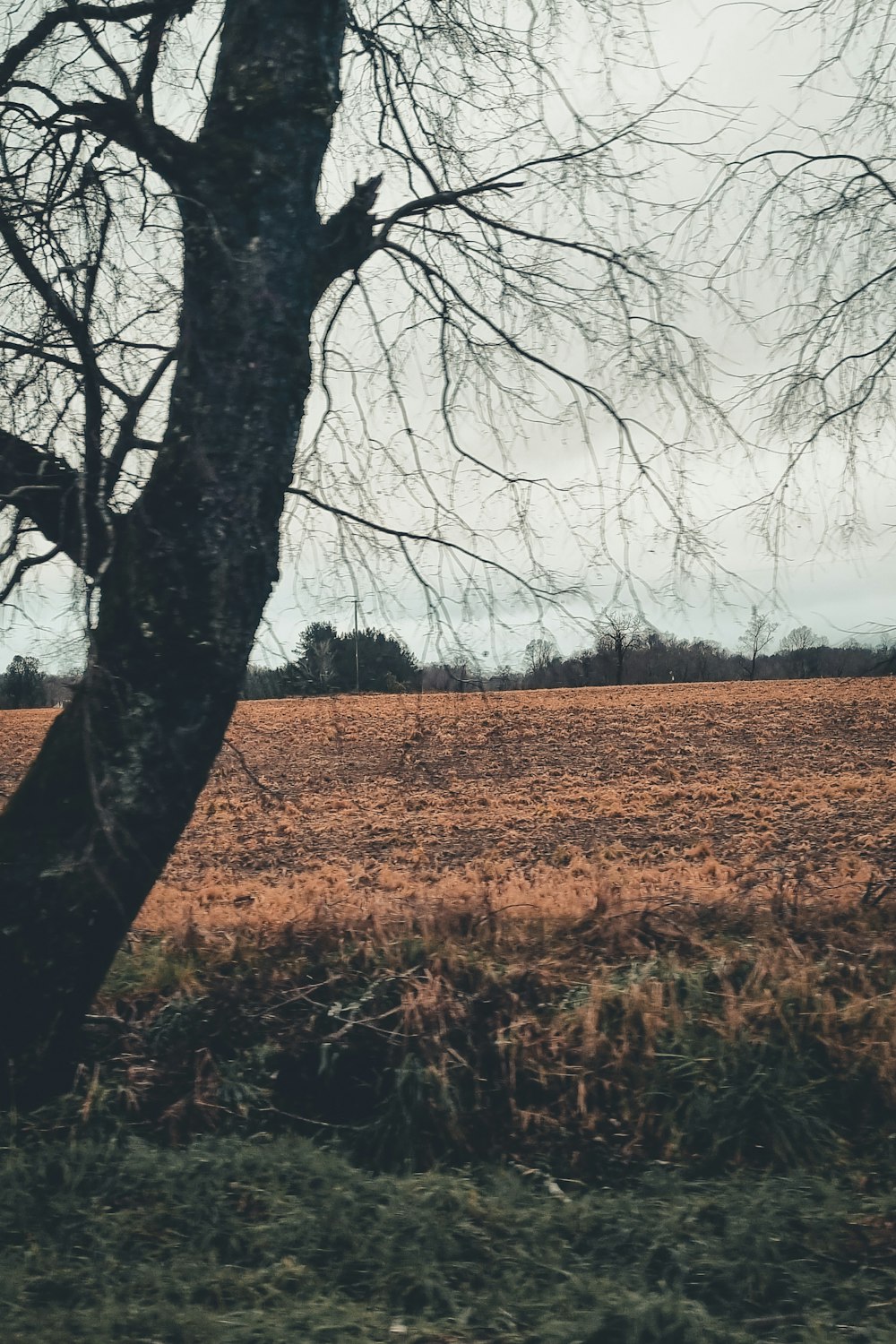 a tree in a field