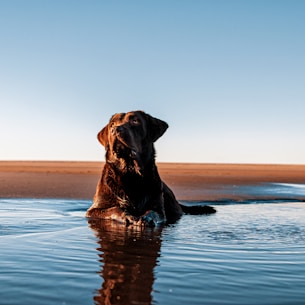 a dog sitting in water