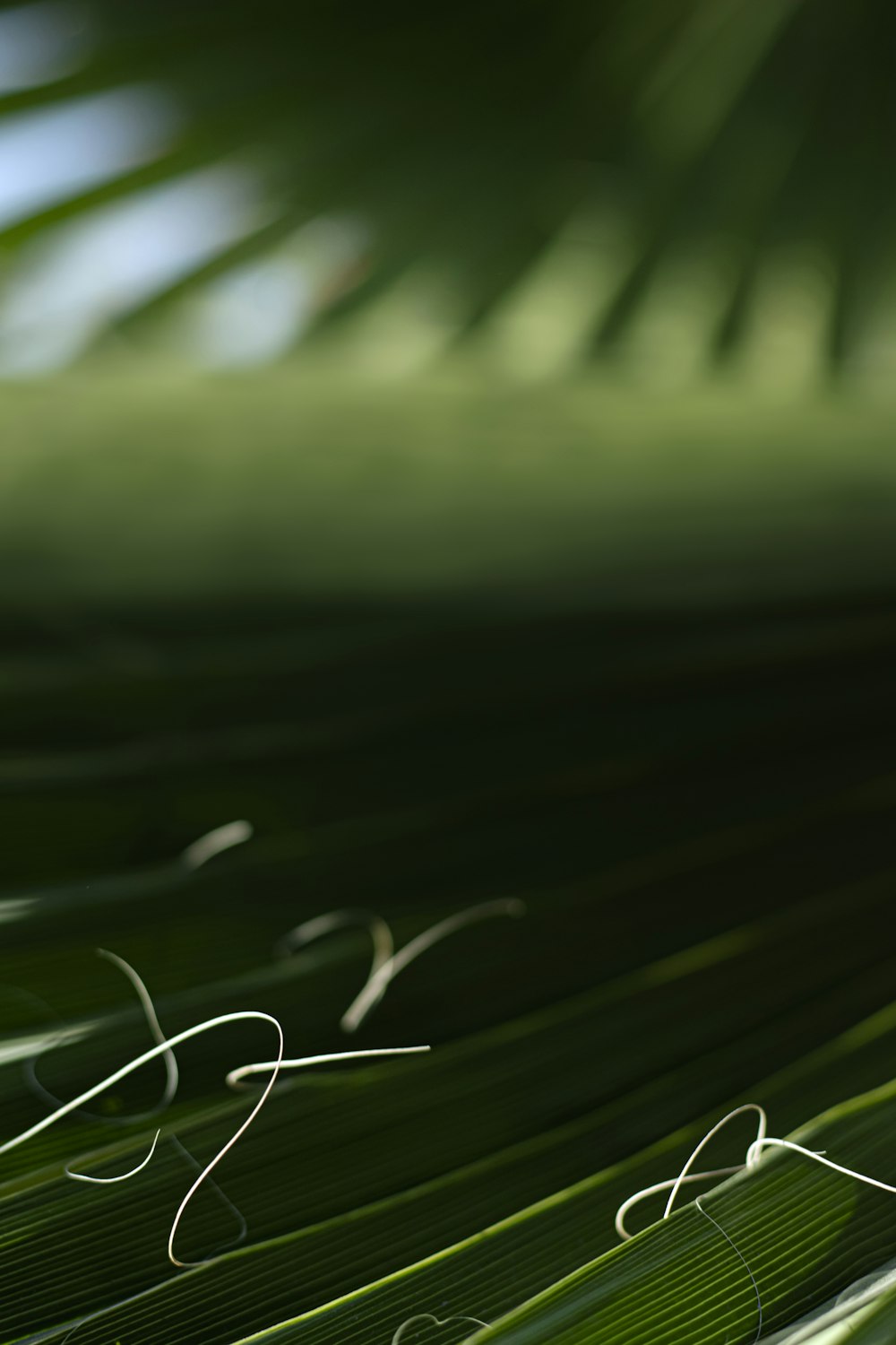 a close up of a leaf