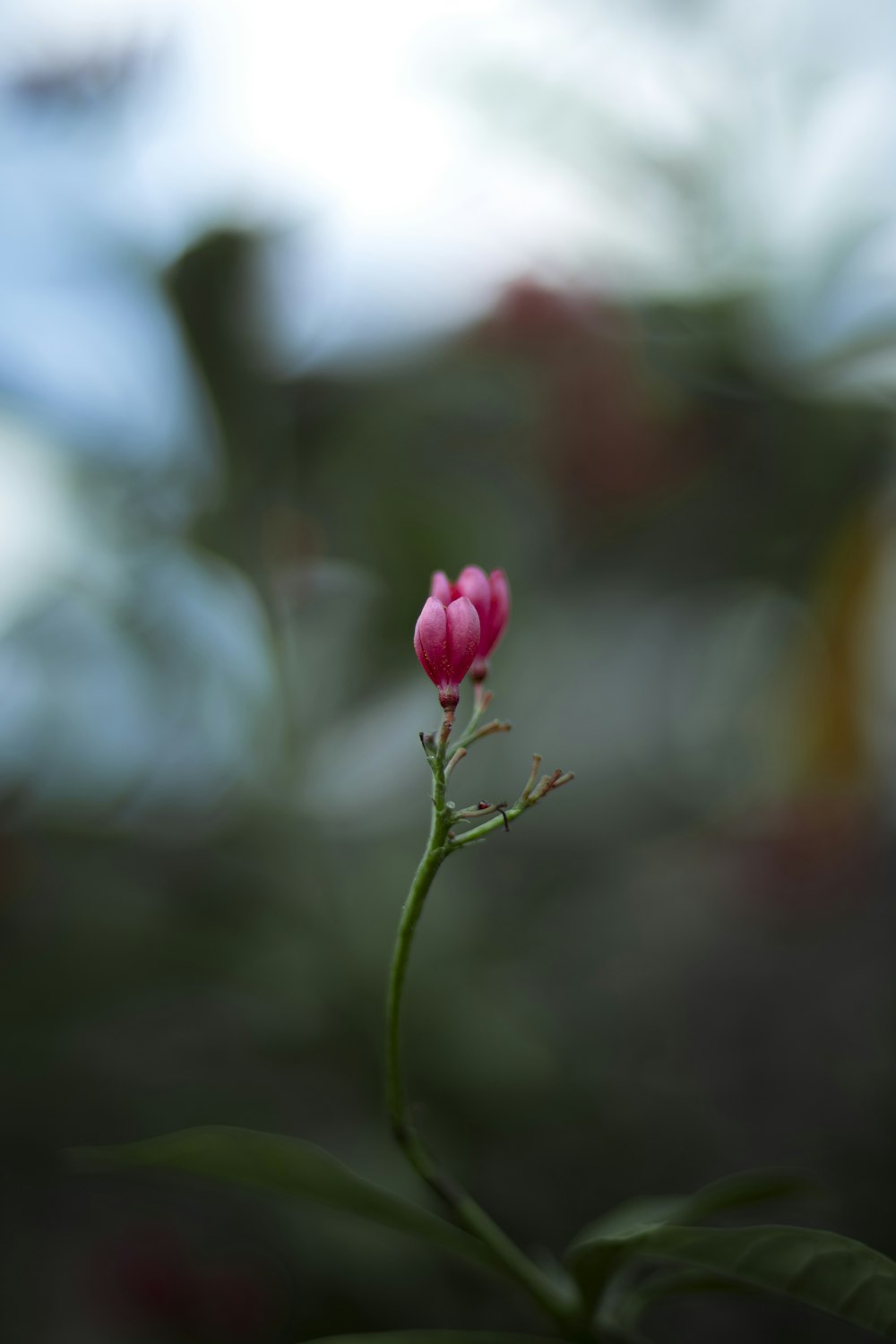 a close up of a flower