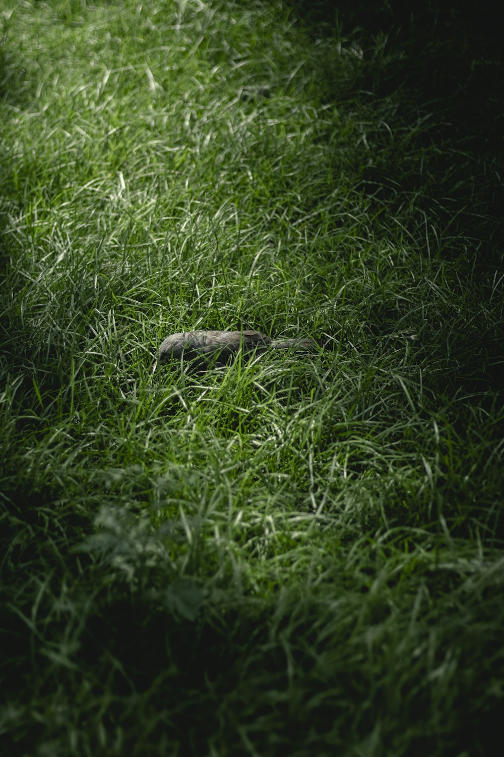 uma cobra na grama