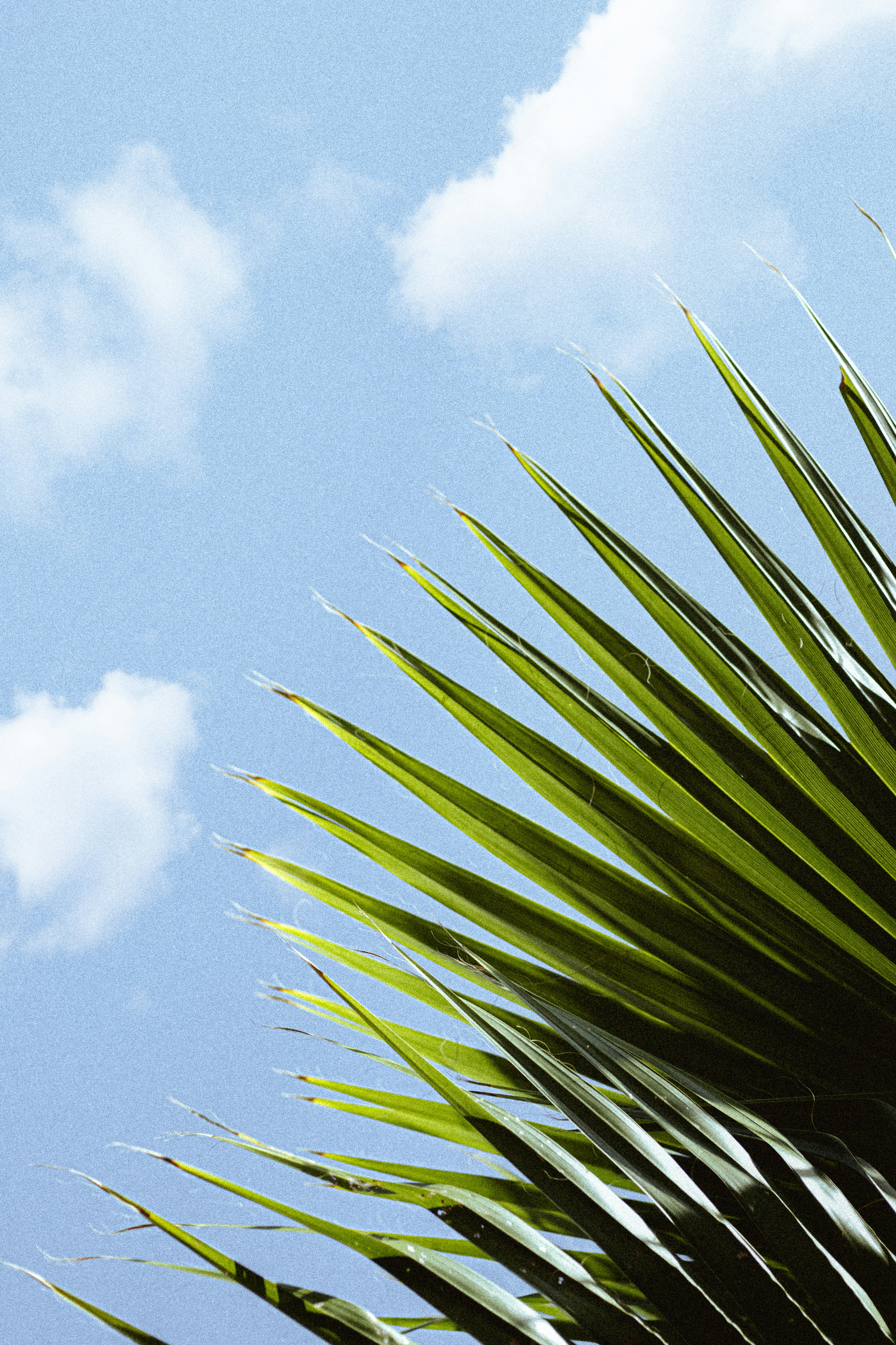 a close-up of some plants