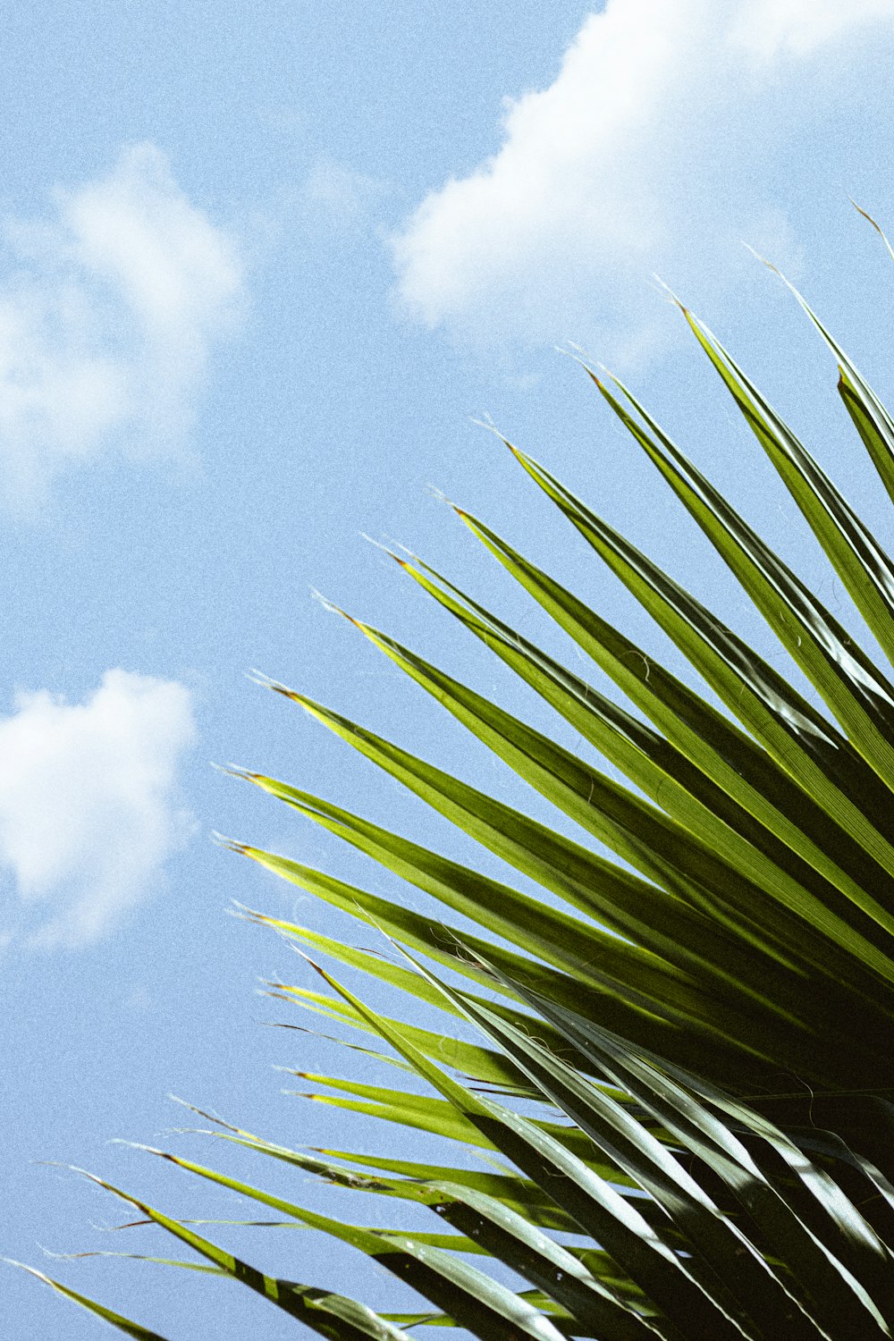 a close-up of some plants