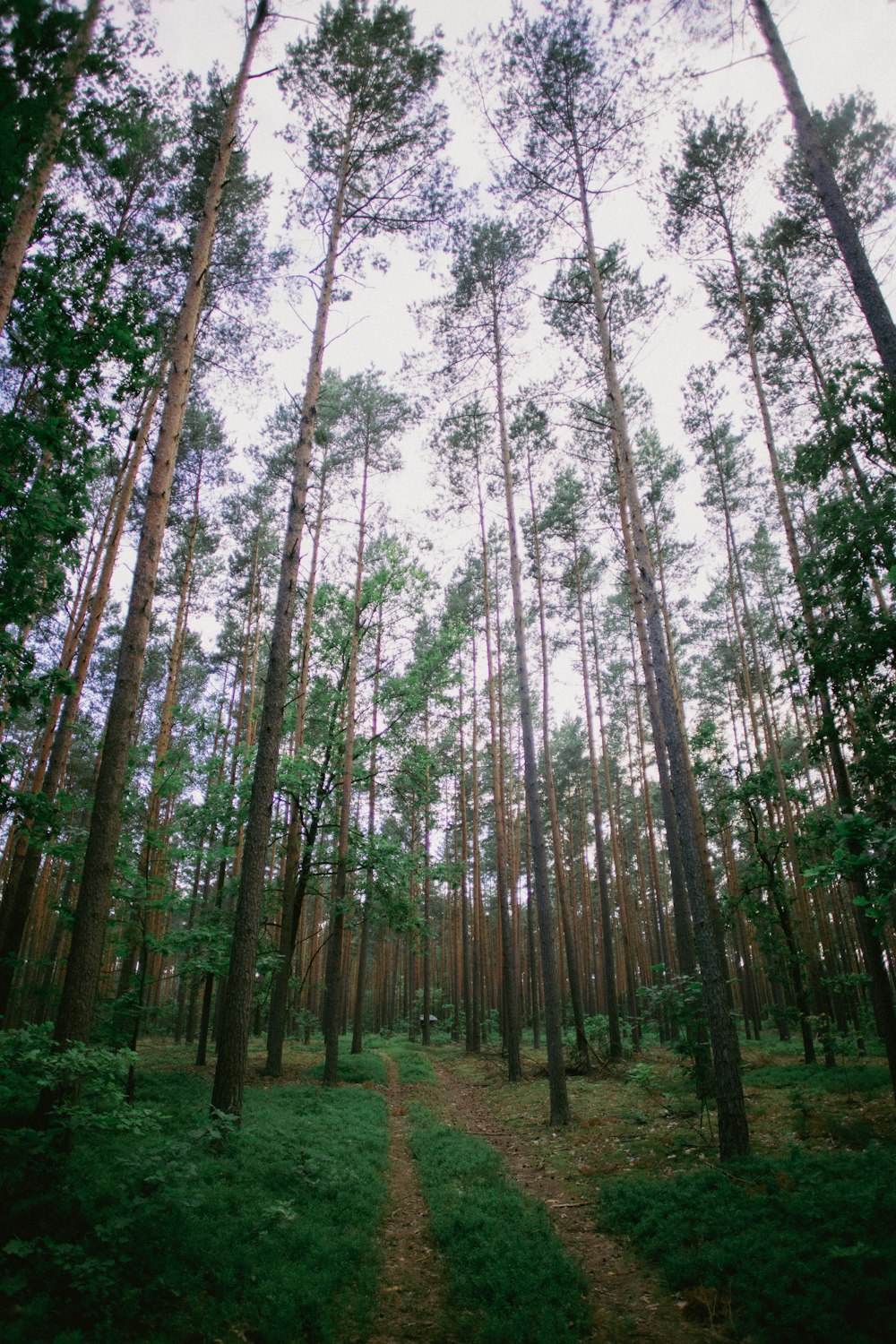 a path through a forest