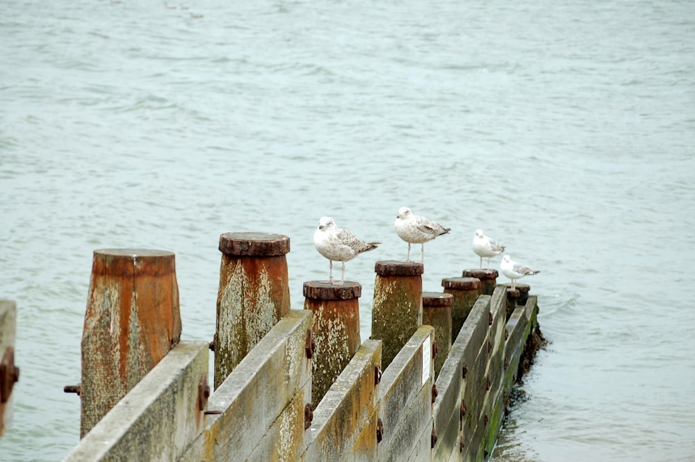 birds on a wooden fence