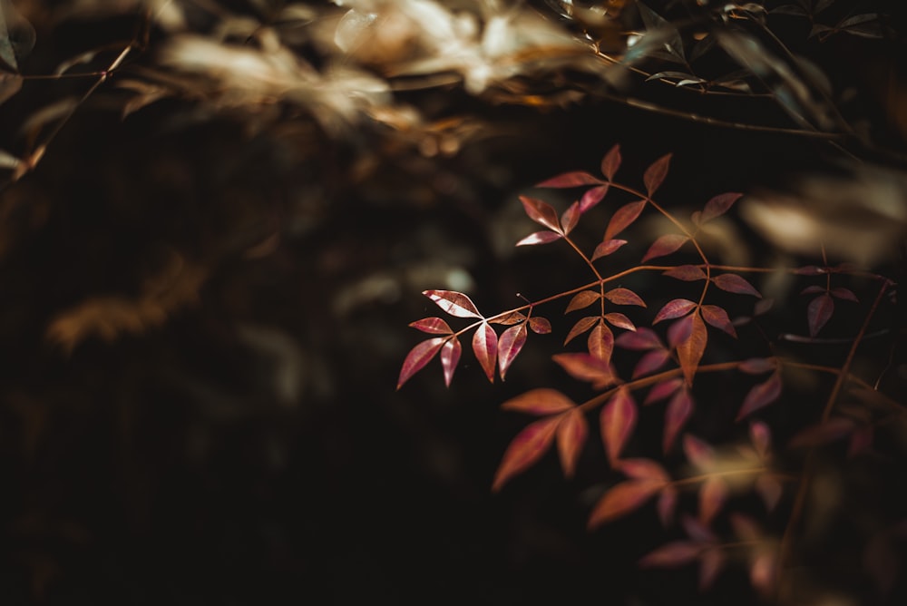 a close up of a plant