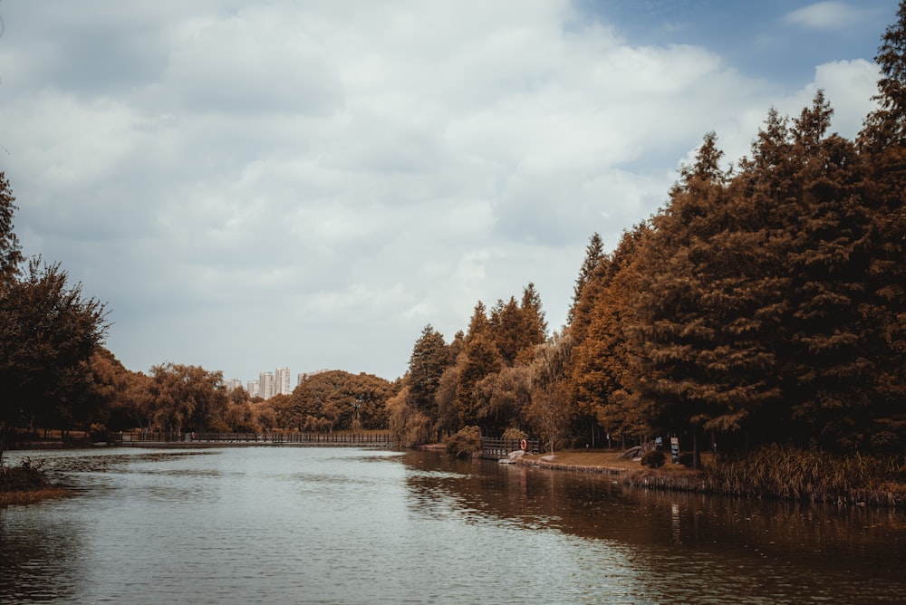 a body of water with trees around it