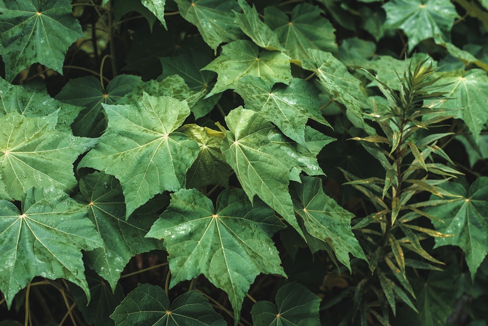 a group of green leaves