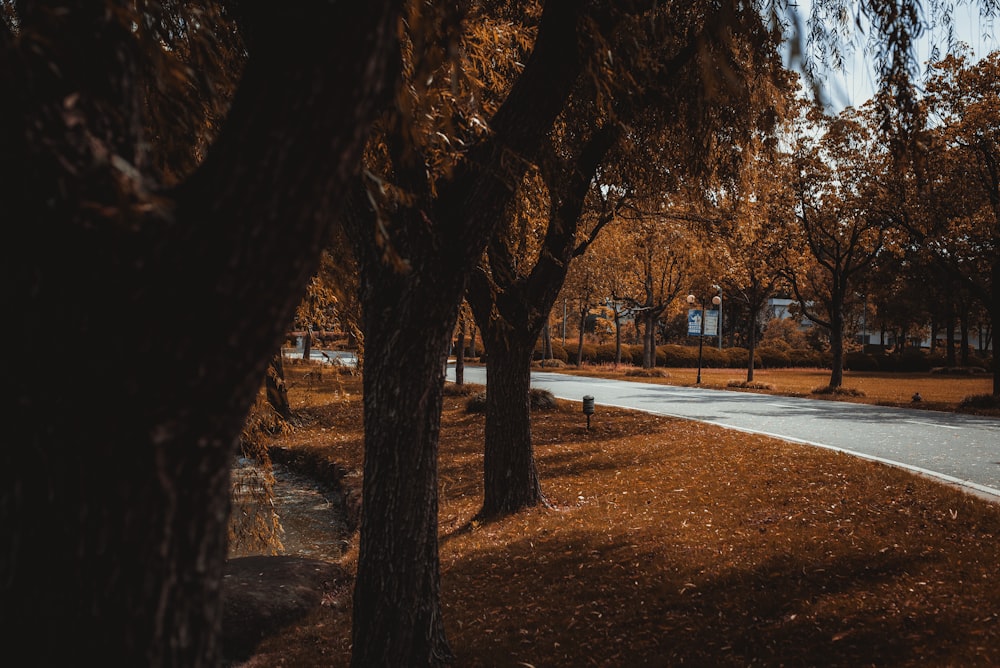 a road with trees on the side