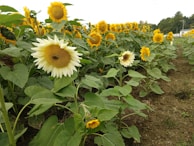 Rows of sunflowers standing tall, their faces turned toward the sun.