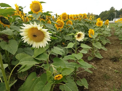 Rows of vibrant sunflowers stretching toward a warm afternoon sun