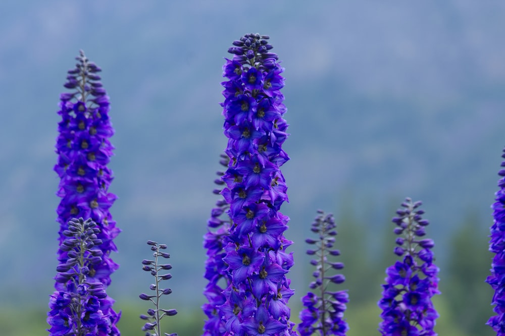 a group of purple flowers