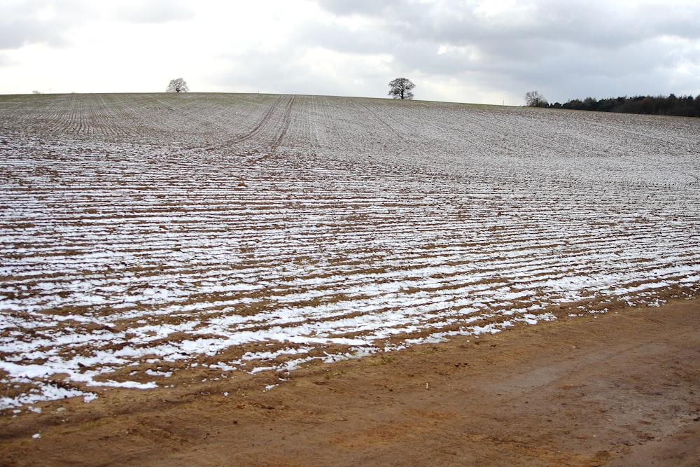 a large field with a few trees