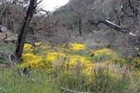A landscape featuring charred, leafless trees interspersed with vibrant yellow wildflowers. The foreground is abundant with grass and the background includes a grassy hillside. The contrast between the blackened tree trunks and bright flowers creates a striking visual.