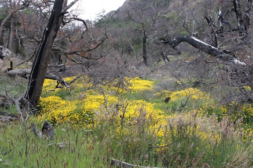 A landscape featuring charred, leafless trees interspersed with vibrant yellow wildflowers. The foreground is abundant with grass and the background includes a grassy hillside. The contrast between the blackened tree trunks and bright flowers creates a striking visual.
