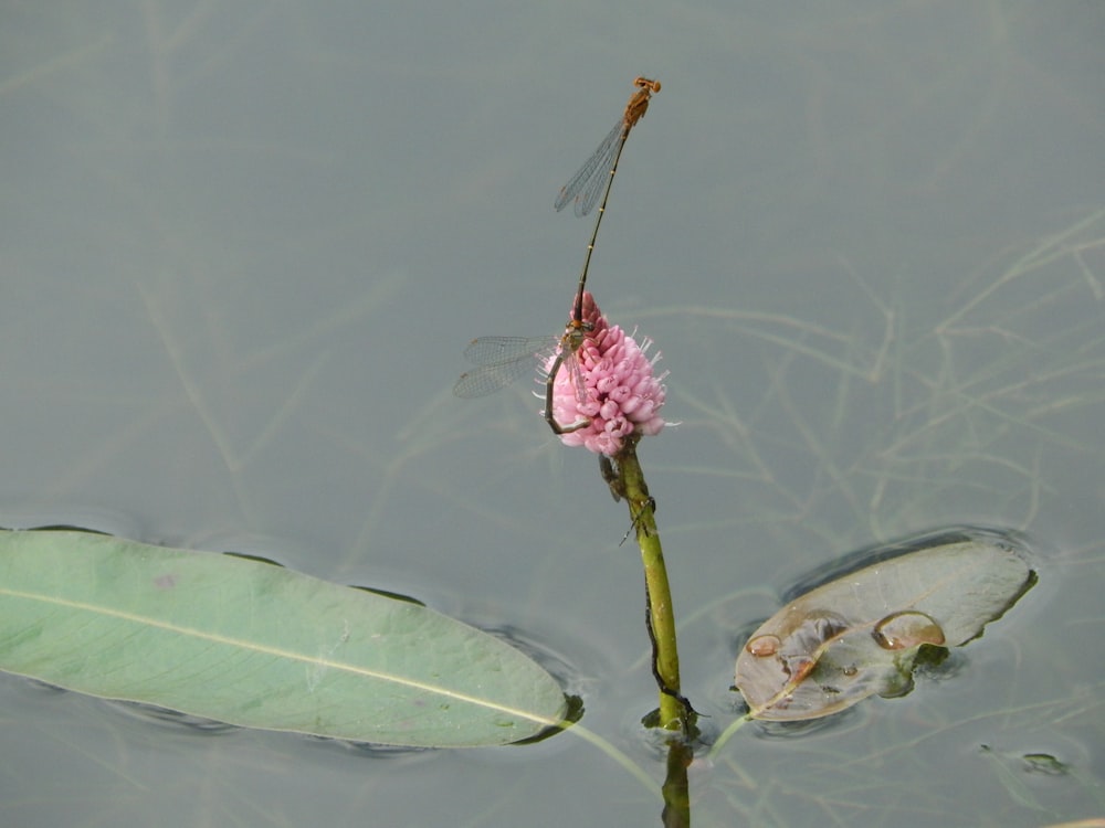 Eine Blume, die auf dem Wasser schwimmt