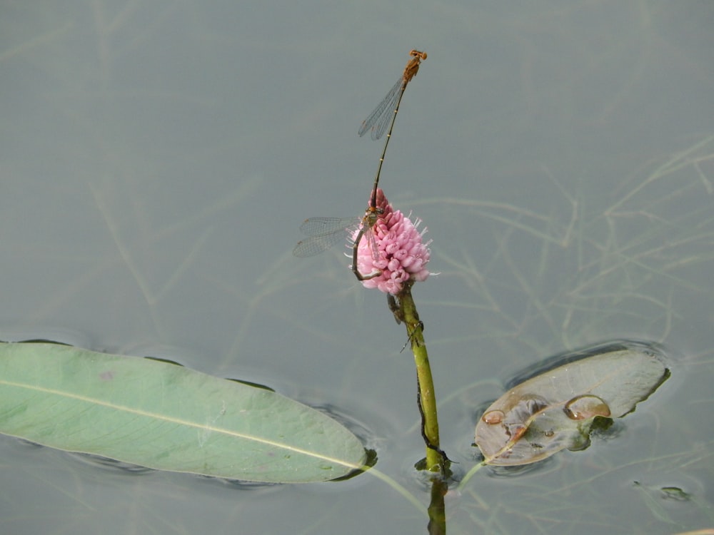 a flower floating on water