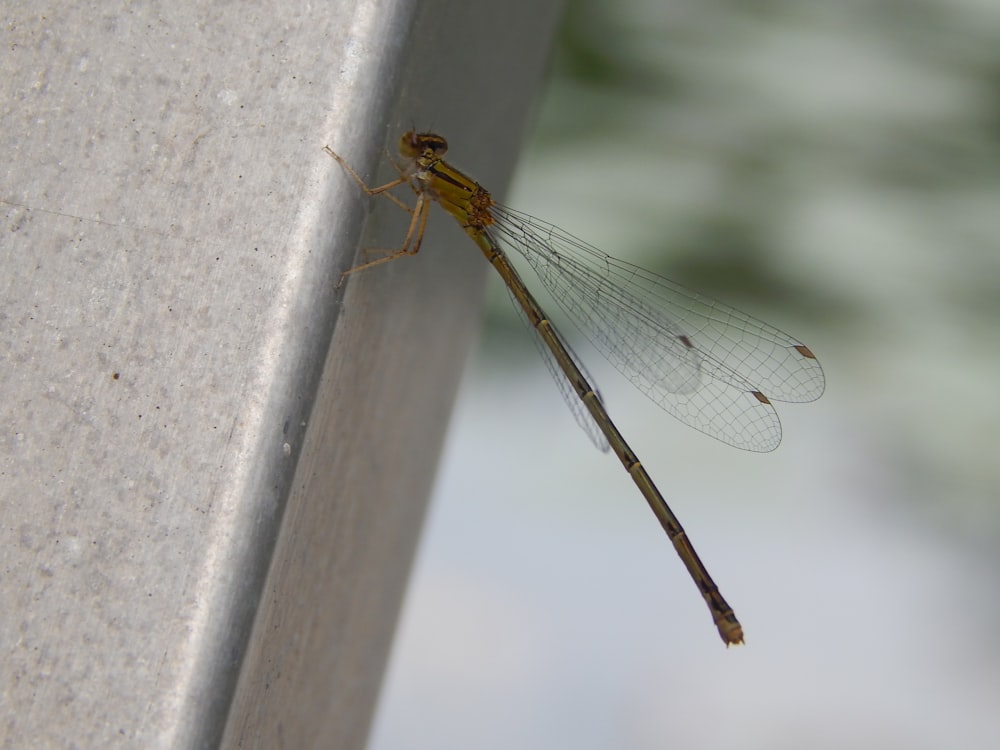 a dragonfly on a white surface