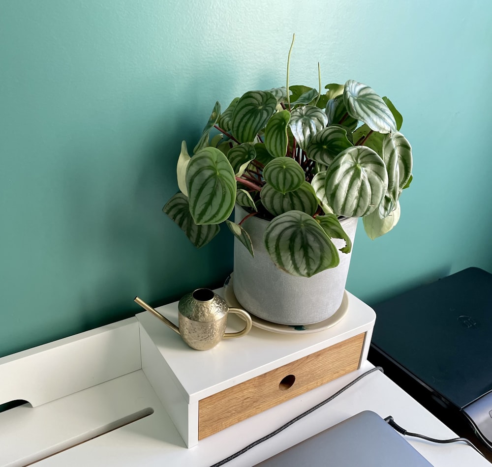 una planta en maceta sobre una mesa