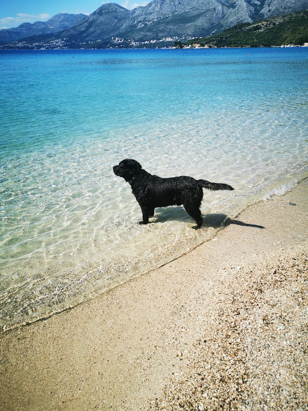 a black dog standing on a beach