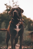 a dog standing outside