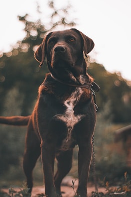 a dog standing outside