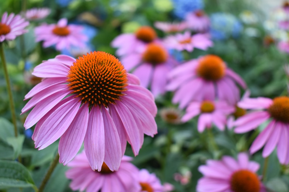 a close up of a flower