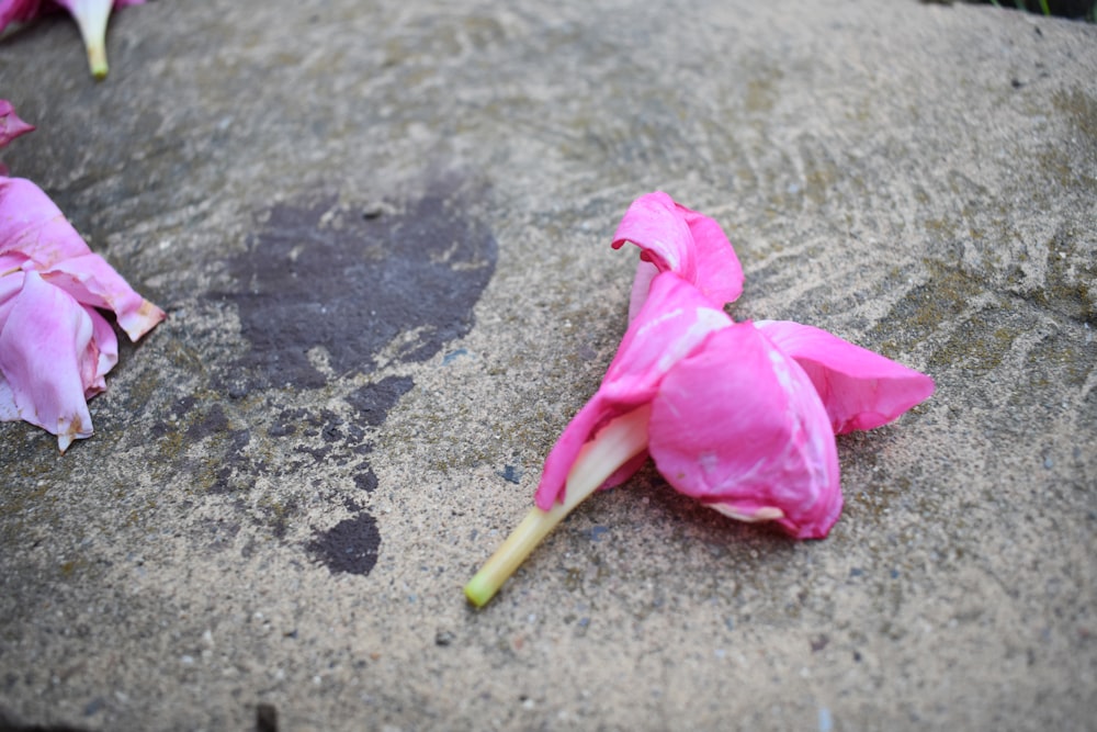 a pink flower on the ground