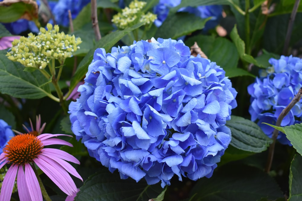 a group of flowers