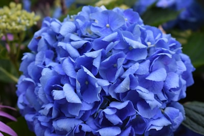 Hortensias azuis vibrantes