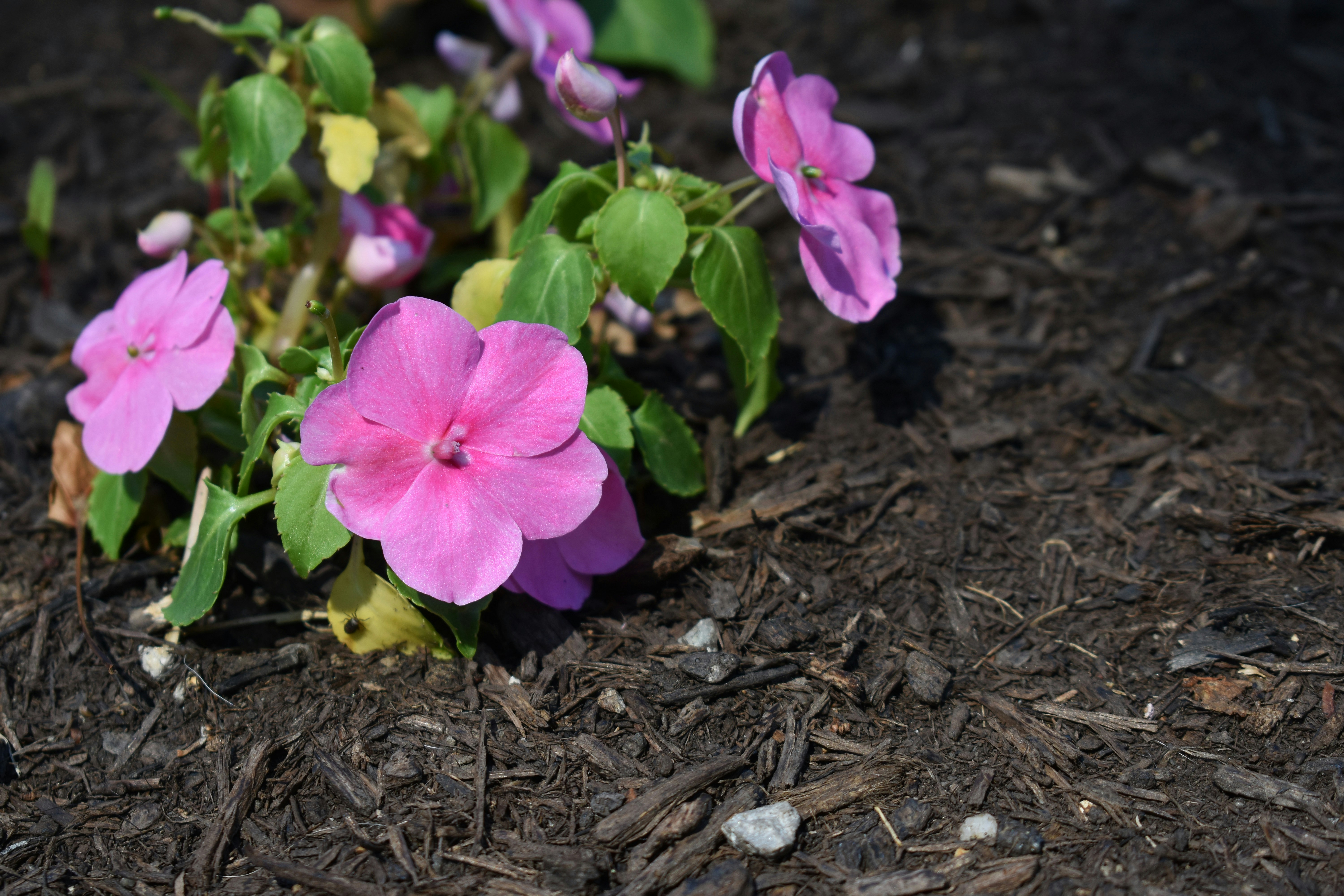 紫色の花のグループ