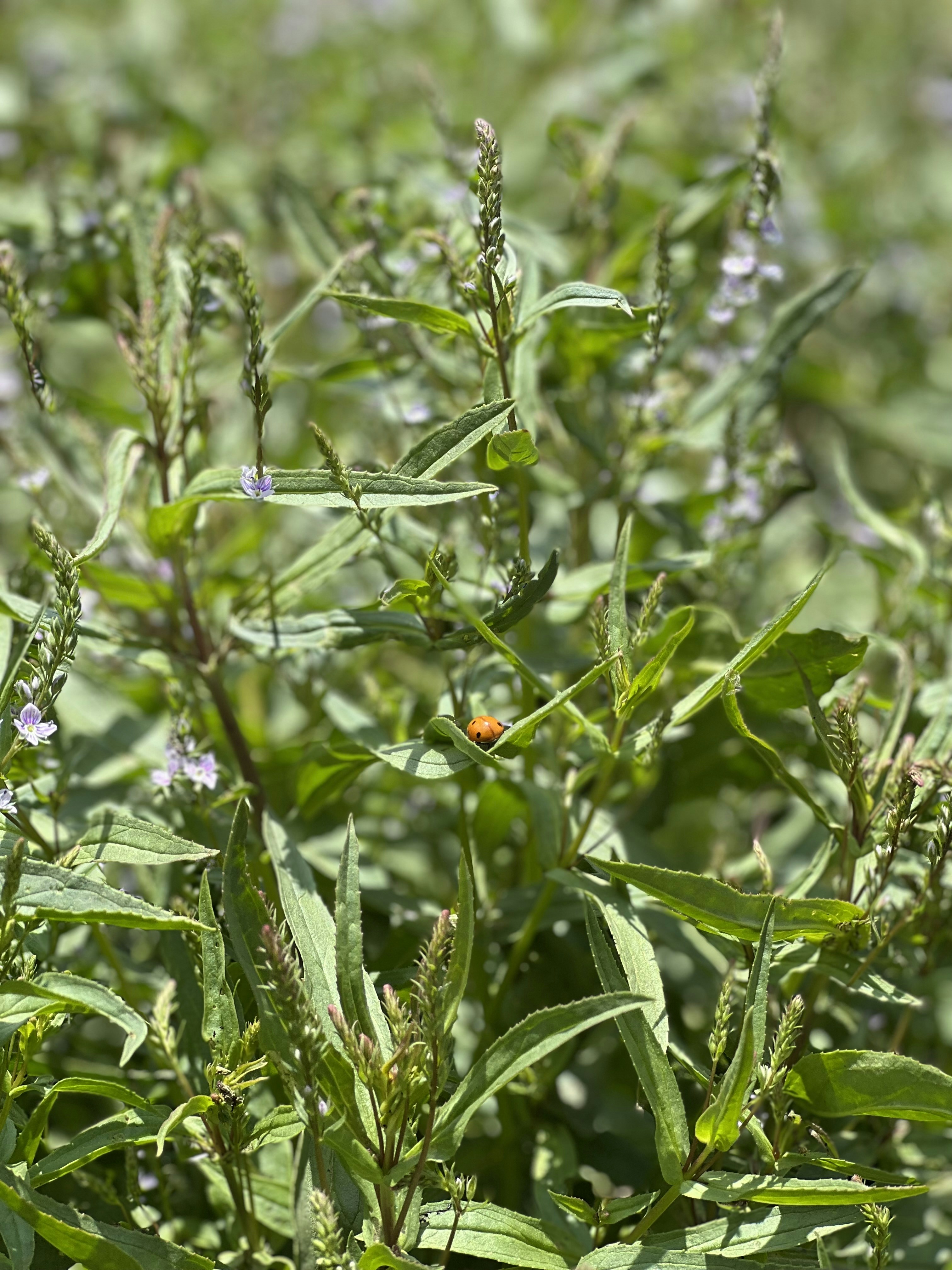 Photo by faezeh_eslami