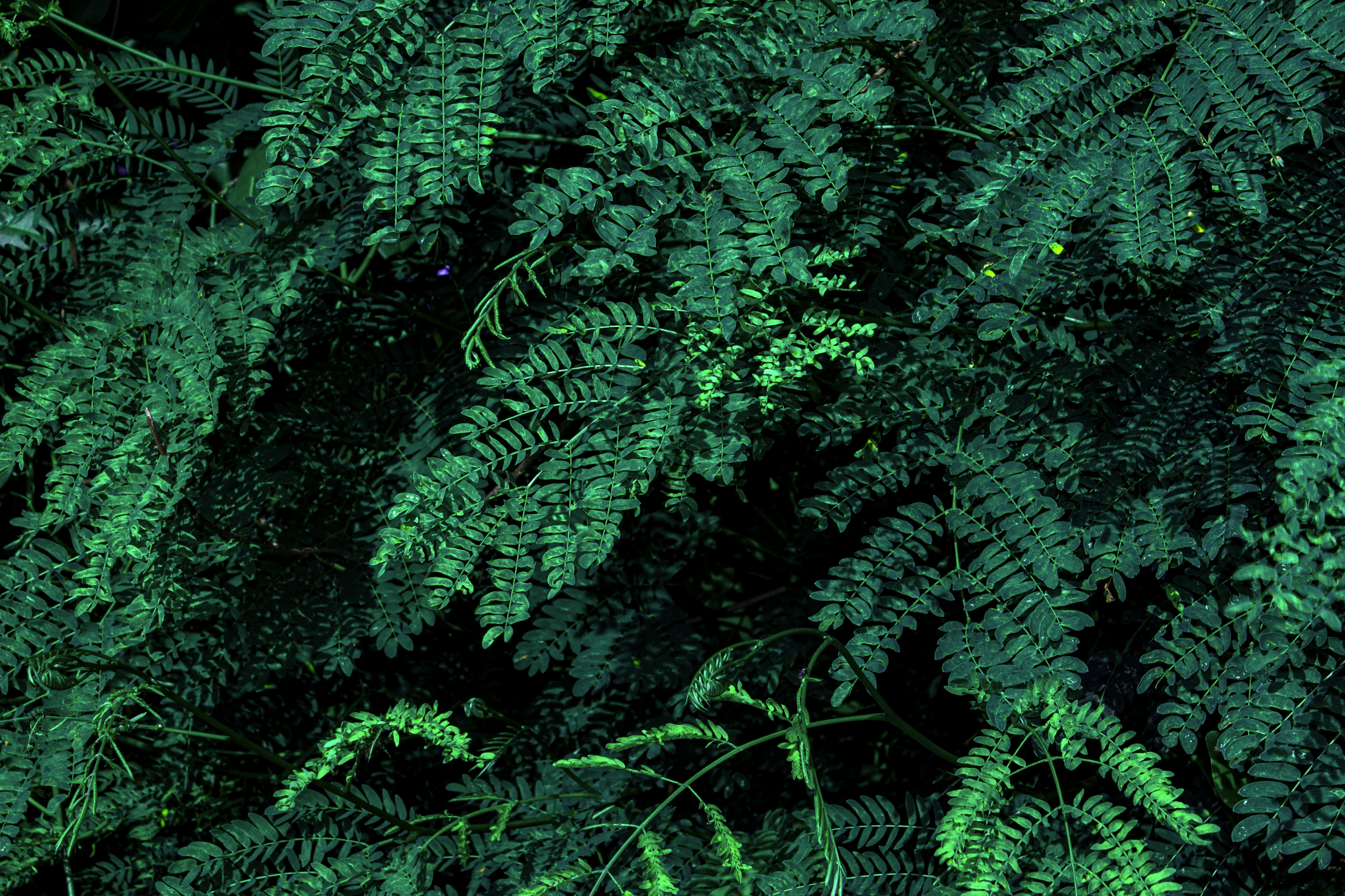 a close-up of some plants