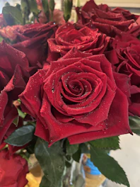Close-up of vibrant red roses with dew drops on petals.