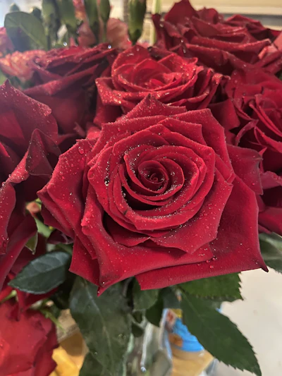 Close-up of vibrant roses with morning dew highlighting their petals