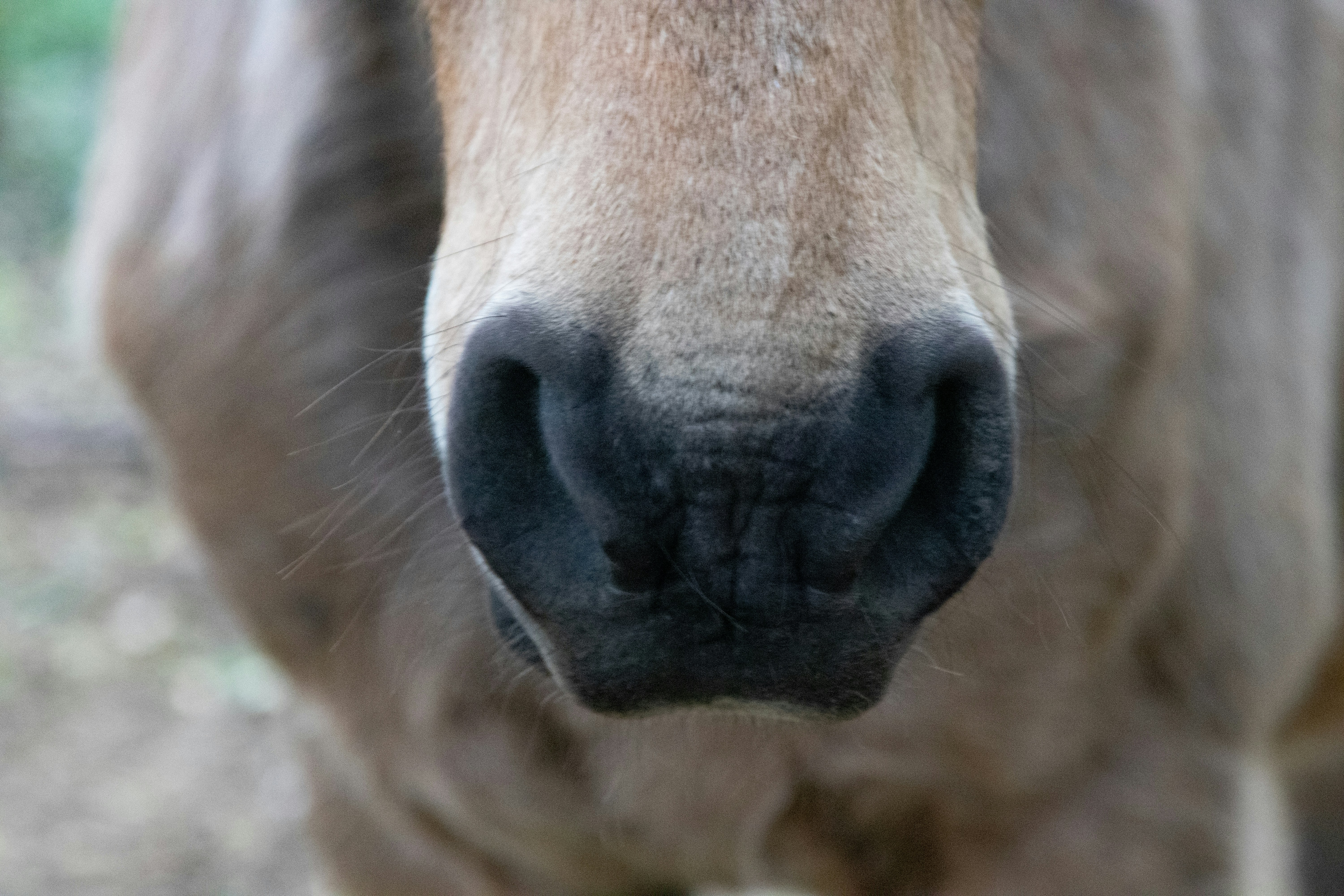 Photo by sonianadales